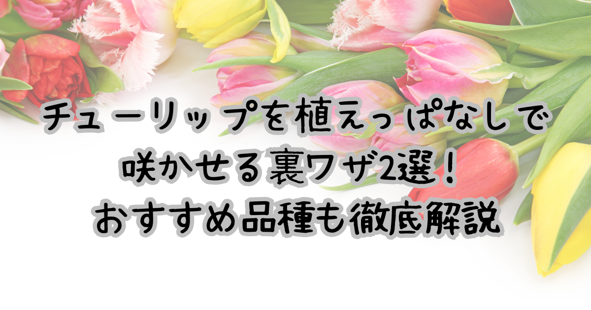 チューリップを植えっぱなしで 咲かせる裏ワザ2選！ おすすめ品種も徹底解説